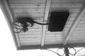 image n31_5_1
