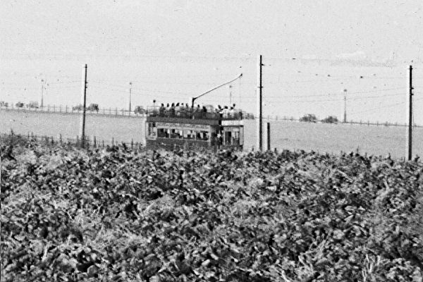 [Cabbage field]